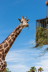 Image showing giraffe eating in zoo on a background of blue sky