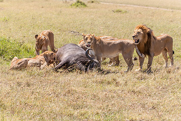 Image showing Lions Feeding