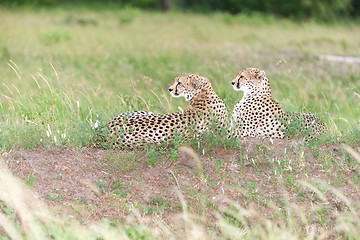 Image showing The two cheetahs