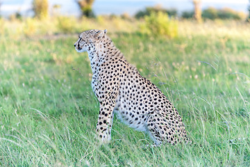 Image showing cheetah