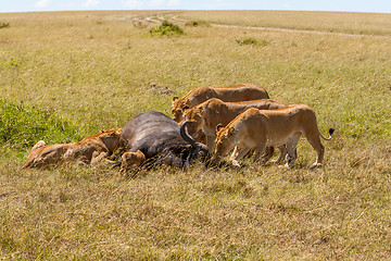 Image showing Lions Feeding