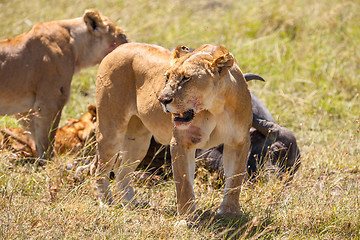 Image showing Lions Feeding