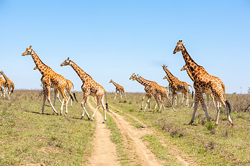 Image showing Giraffes herd in savannah