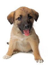 Image showing Puppy