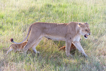 Image showing lion cub on the plains Kenya. mother with her babys