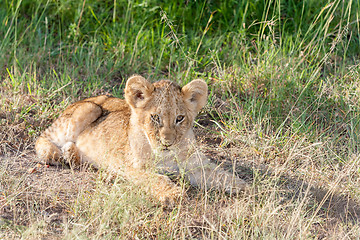 Image showing lion cub on the plains Kenya