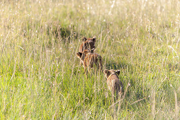 Image showing lion cubs on the plains Kenya