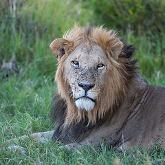 Image showing lion close up against green grass background