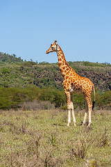 Image showing giraffe on a background of grass