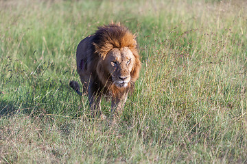 Image showing lion close up against green grass background