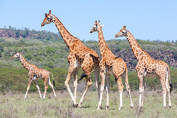 Image showing Giraffes herd in savannah