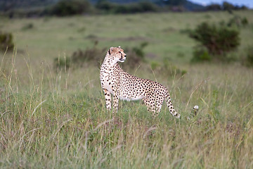 Image showing cheetah