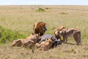 Image showing Lions Feeding