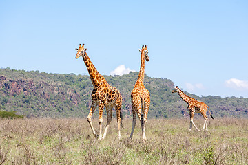 Image showing Three Giraffes herd in savannah