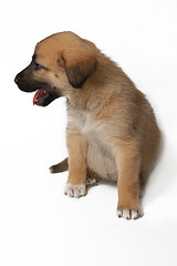 Image showing Puppy