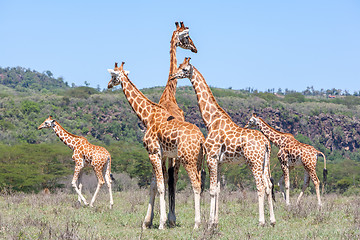 Image showing Giraffes herd in savannah