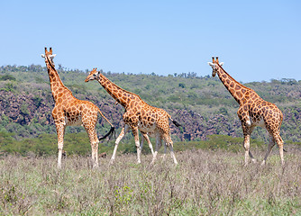 Image showing Giraffes herd in savannah