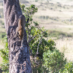 Image showing Leopard in big tree