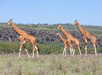 Image showing Giraffes herd in savannah