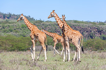 Image showing Giraffes herd in savannah