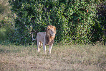 Image showing lion close up against green grass background