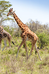 Image showing giraffe on a background of grass