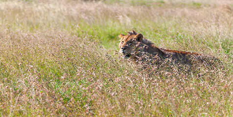 Image showing Young lioness on savanna grass background