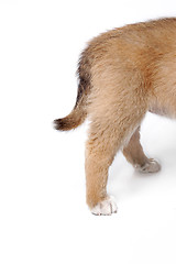 Image showing Puppy tail