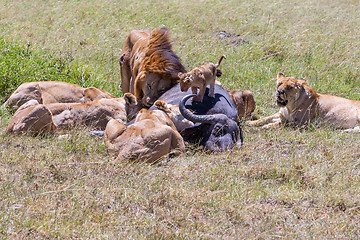 Image showing Lions Feeding