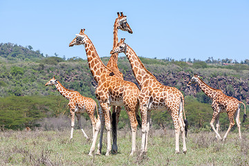 Image showing Giraffes herd in savannah