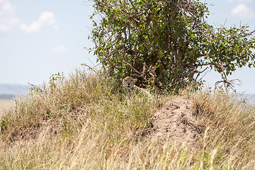 Image showing cheetah big tree