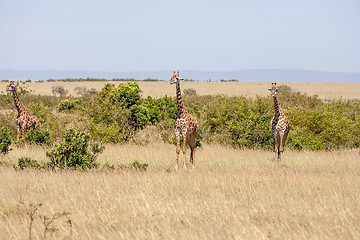 Image showing Three giraffe standing in grassland 