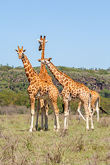 Image showing three giraffes herd in savannah