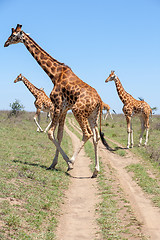 Image showing Giraffes herd in savannah