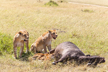 Image showing Lions Feeding