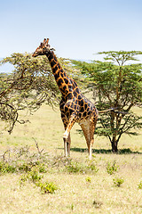 Image showing giraffe on a background of grass