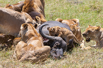 Image showing Lions Feeding