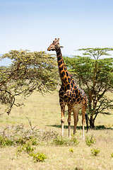 Image showing giraffe on a background of grass