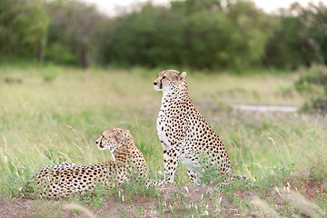 Image showing The two cheetahs