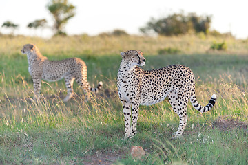 Image showing cheetah