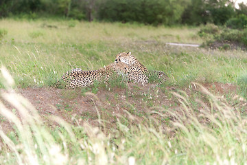 Image showing The two cheetahs