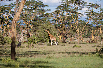 Image showing giraffe on a background of grass