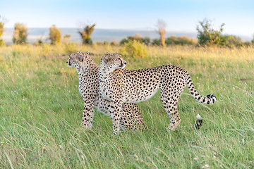 Image showing The two cheetahs