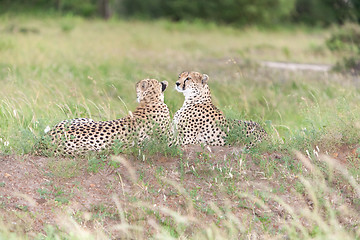 Image showing The two cheetahs