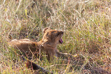 Image showing lion cub on the plains Kenya