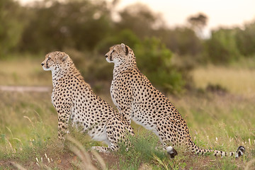 Image showing The two cheetahs