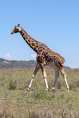 Image showing giraffe on a background of grass