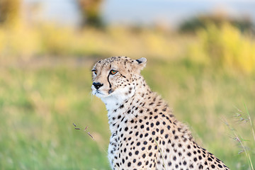 Image showing cheetah