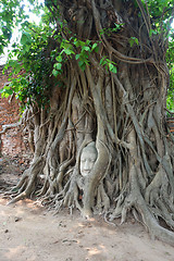 Image showing Head of sandstone buddha in tree root