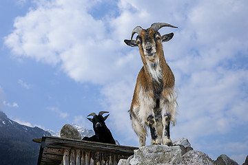 Image showing goat, capra aegagrus hircus